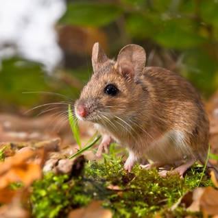 Pest Control Spaying
