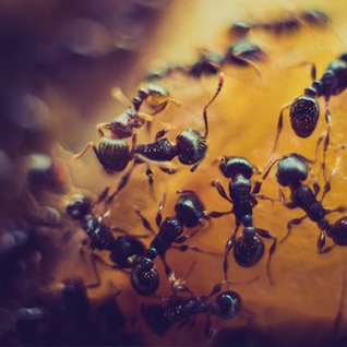 Pest Control Spaying