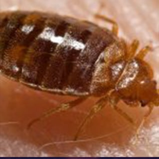 Pest Control Spaying