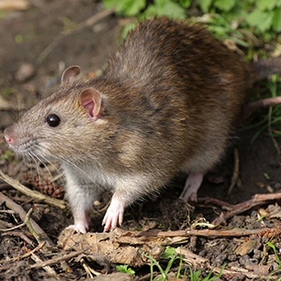 Pest Control Spaying