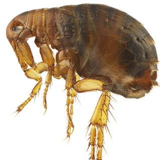 flea
